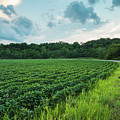 Soybean Sunset - Floyds Fork - Louisville - Kentucky